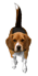 :beagle: